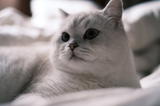 躺着休息的白色小猫
