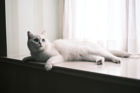 窗台上躺着休息的白色猫咪