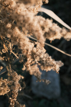 冬天夕阳下枯萎的一枝黄花