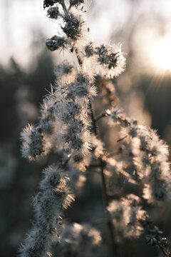 冬天夕阳下枯萎的一枝黄花