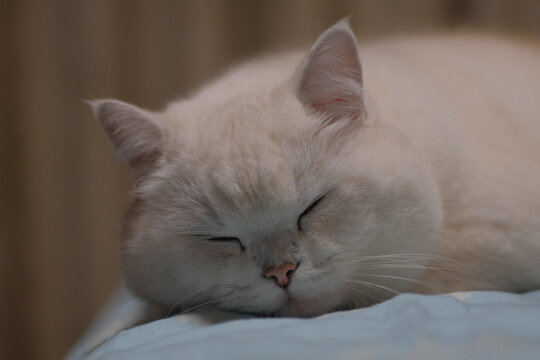 正在熟睡的白色小猫