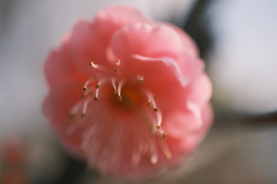 冬天盛开的粉色腊梅花微距