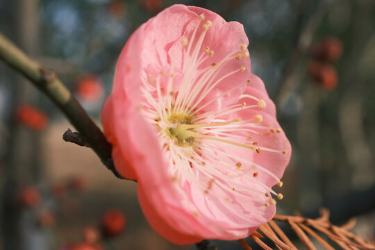 冬天盛开的粉色腊梅花微距