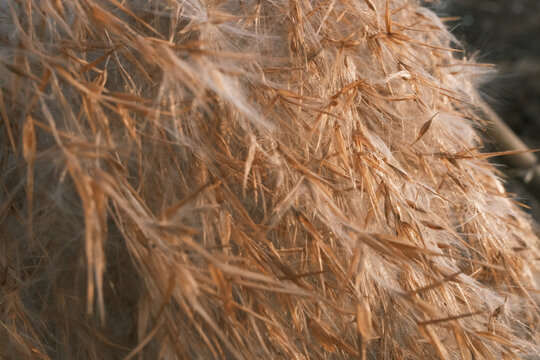 枯萎芦苇的微距照片