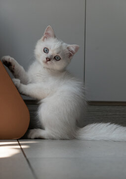 正在完猫抓板的白色小猫