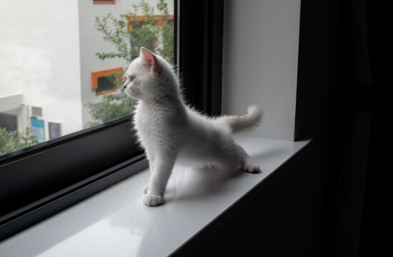 正在窗边伸懒腰的白色小猫