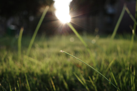 夕阳下的狗尾草草坪