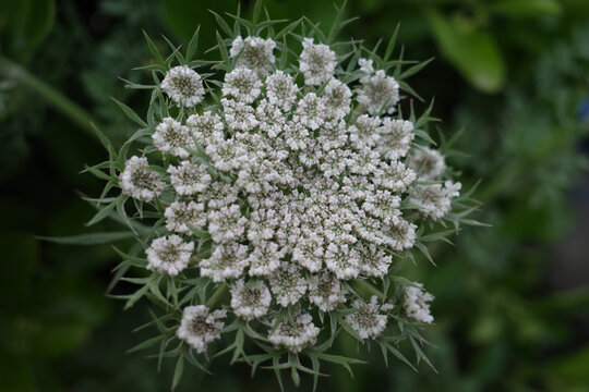 野萝卜花