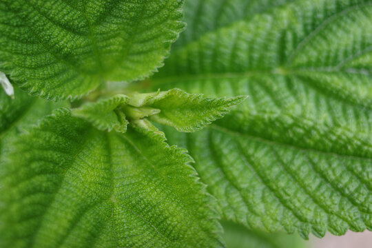 生机勃勃的新鲜薄荷