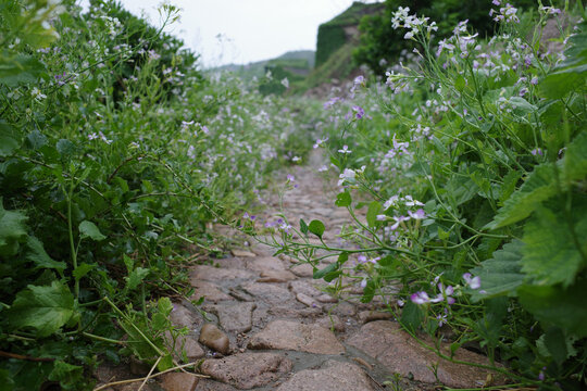 布满绿植的乡间石板小道