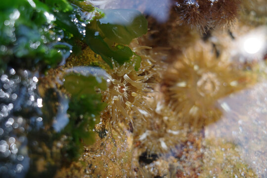 水中生长的海葵