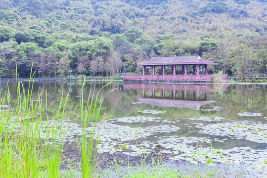 顺德顺峰山公园水生植物园