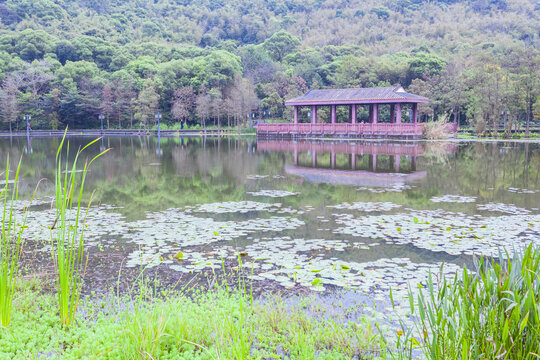 顺德顺峰山公园水生植物园