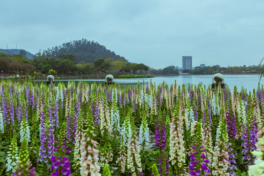 顺德顺峰山公园风光