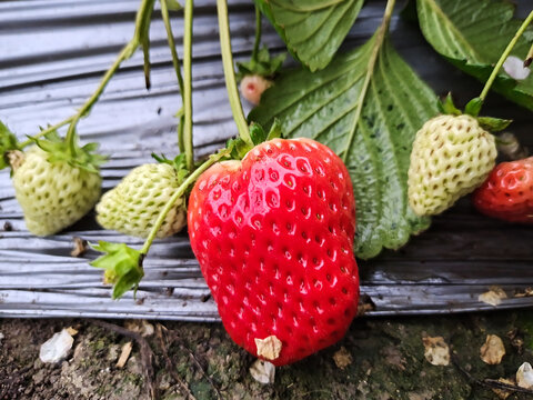 草莓特写