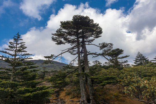 高山风光