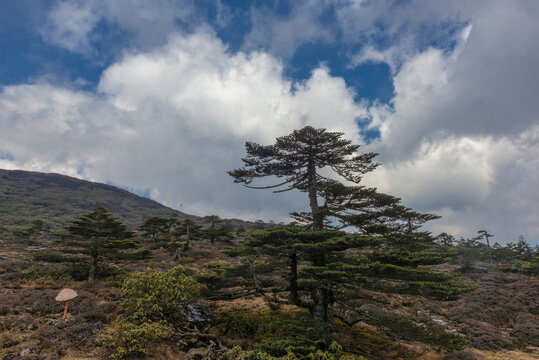 高山风光