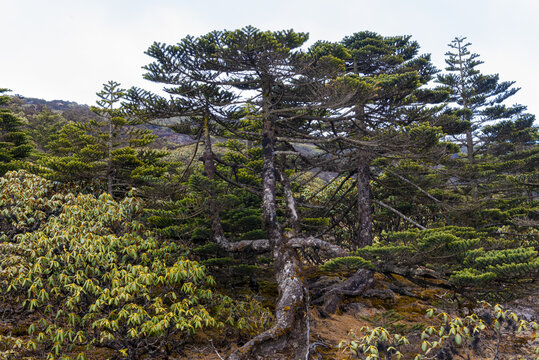 高山风光