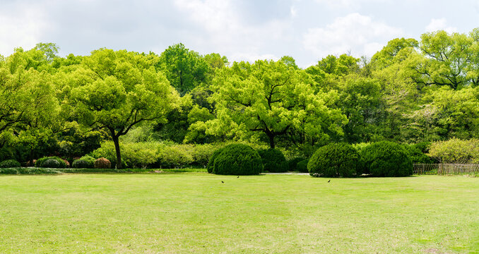 大画幅草地与大树