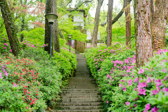 杭州西湖孤山公园春景杜鹃花