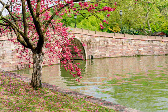 杭州西湖春景西泠桥与桃花