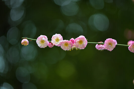 粉色梅花