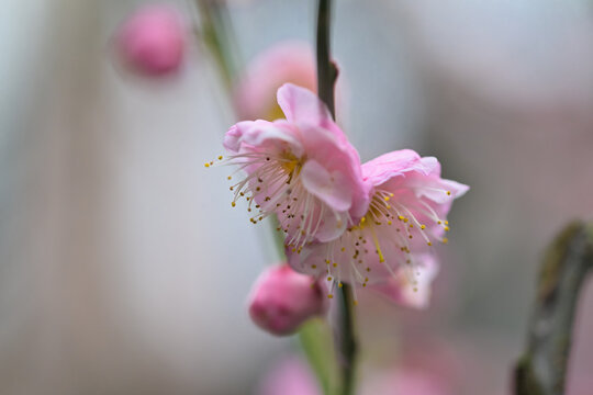 粉色梅花