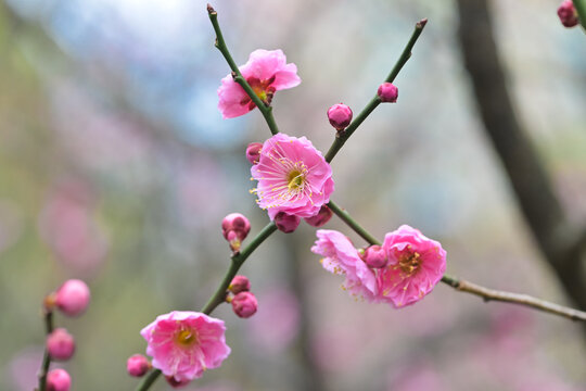 粉红色梅花