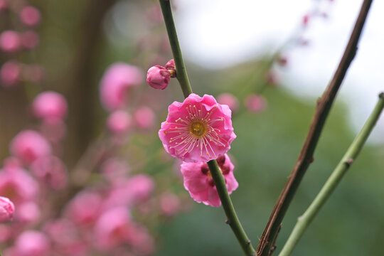 粉红色梅花