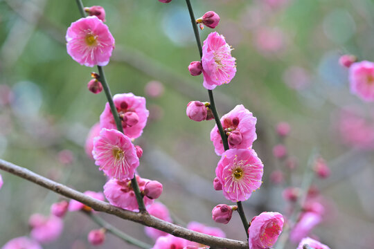 粉红色梅花