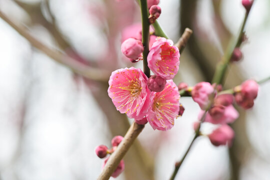 粉红色梅花