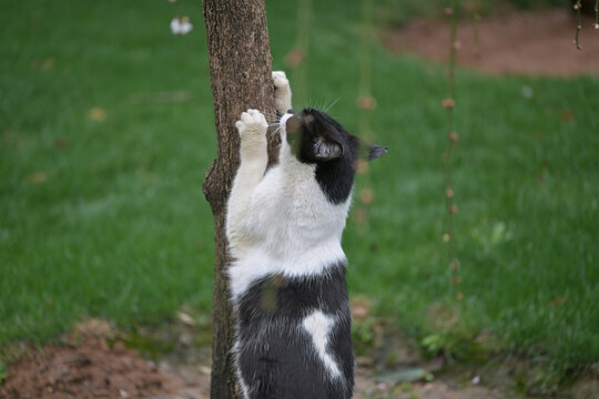 猫咪爬树
