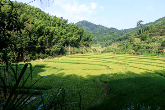 狮子山森林公园梯田