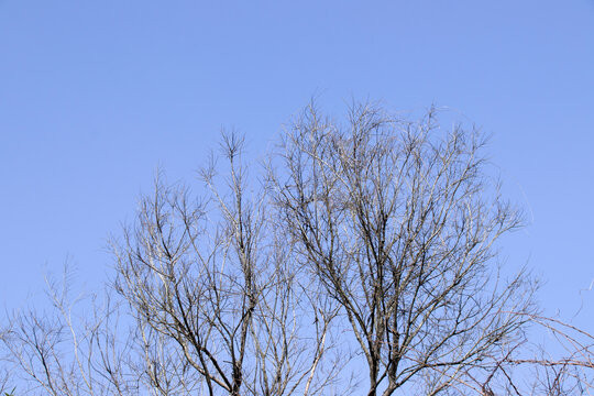 蓝天枯树