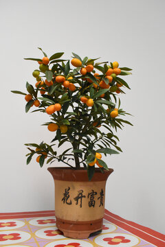 单盘橘子金桔树盆栽