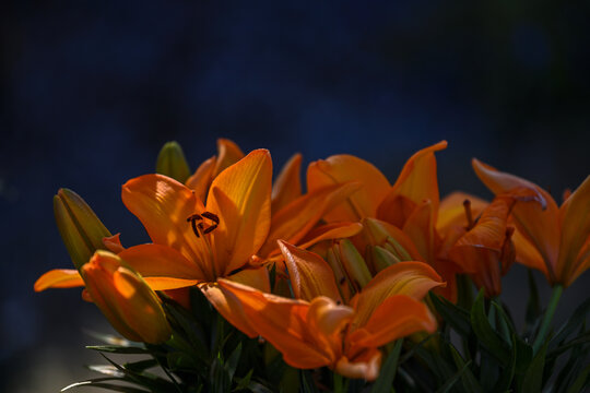 橙色的百合花朵