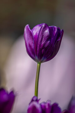 紫色的郁金香花朵