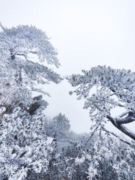 金紫尖雪景