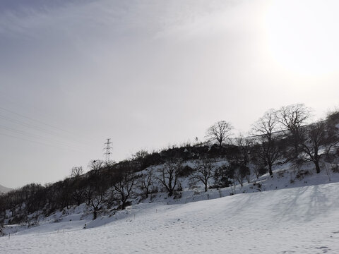 雪中树林