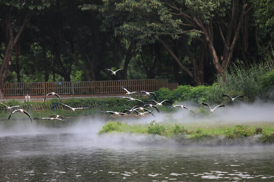 一群苍鹭飞过湖面