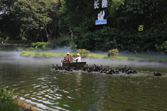 黑天鹅