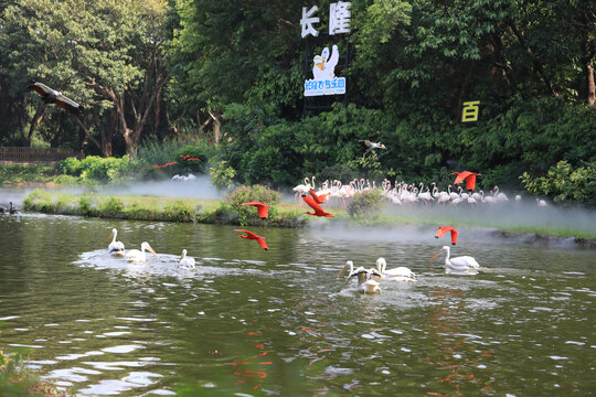 飞鸟乐园