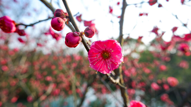 梅花三弄