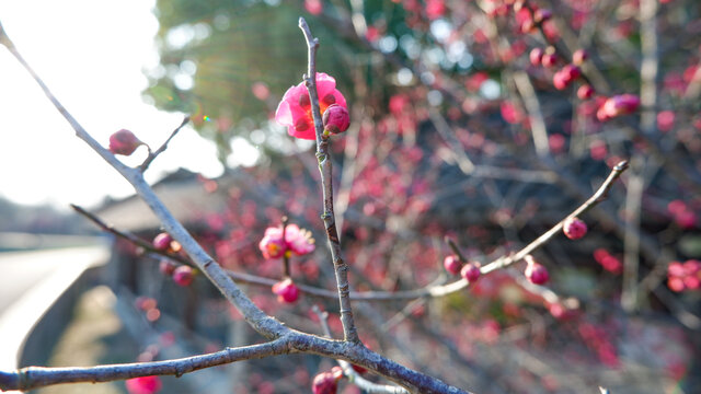 梅花林