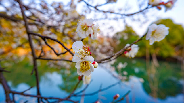 白梅花开