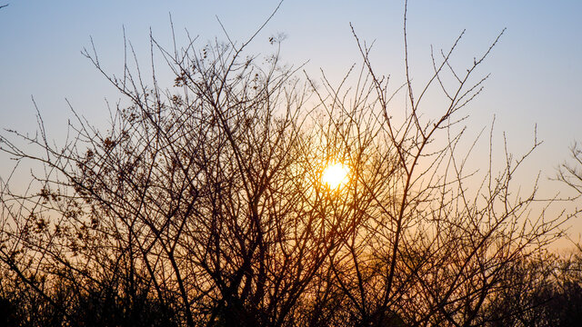 夕阳透过树枝