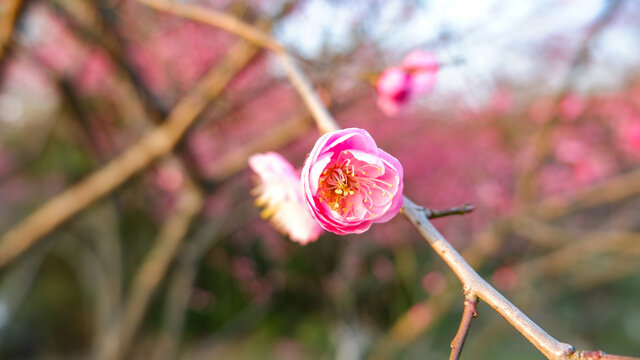 红梅花