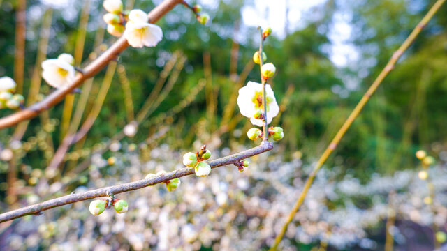 白梅花