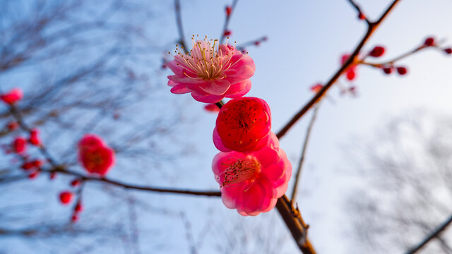 红梅花儿开