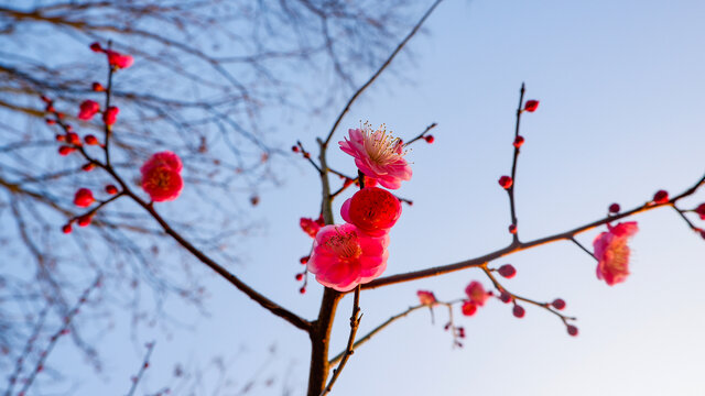 红梅花儿开